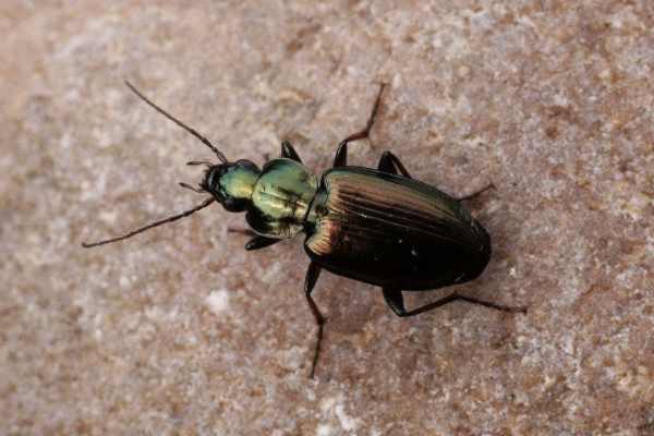 Agonum muelleri