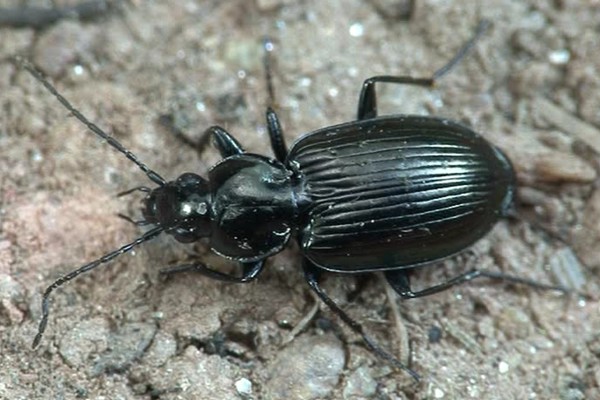 Agonum emarginatum