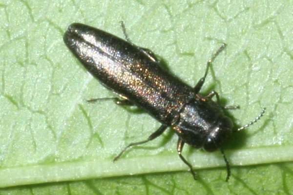 Agrilus angustulus