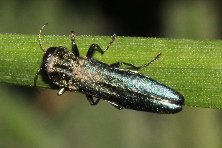 Agrilus laticornis