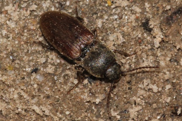 Agriotes obscurus