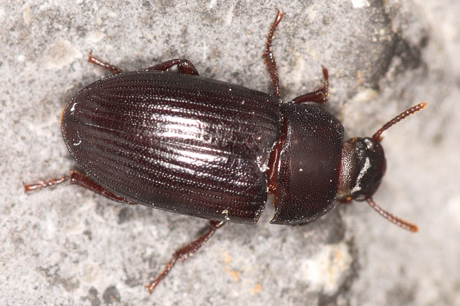 Glänzendschwarzer Getreideschimmelkäfer