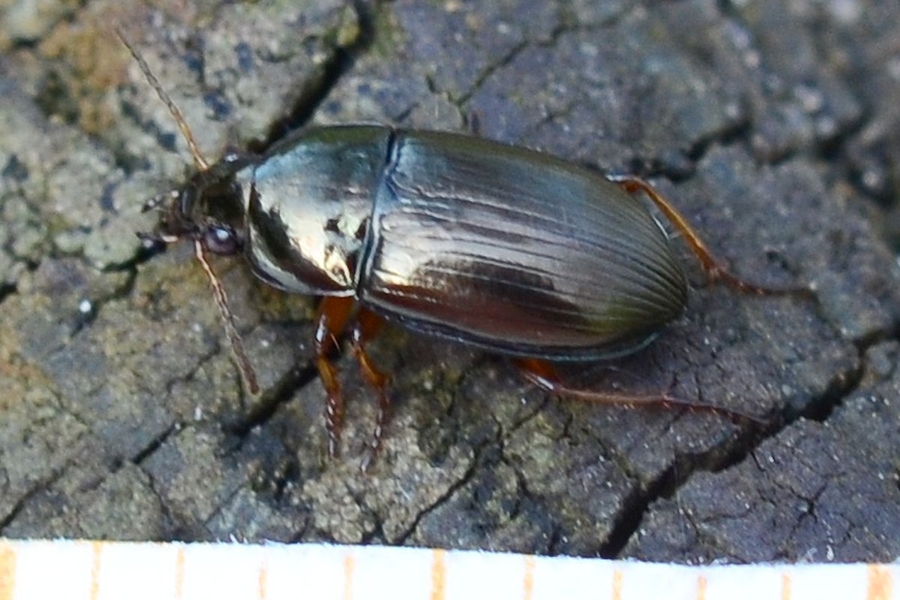 Leuchtender Kanalläufer