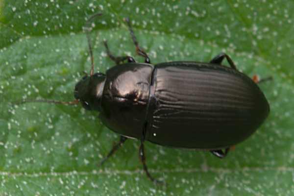 Amara similata