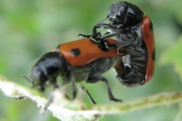 Ameisen-Sackkäfer