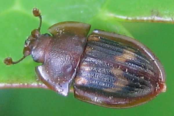 Amphotis marginata