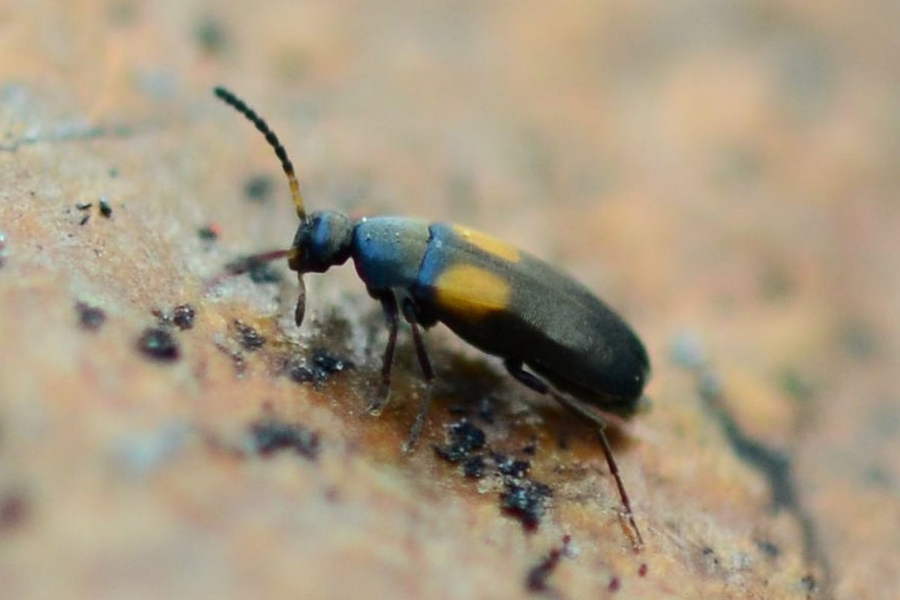 Anaspis fasciata