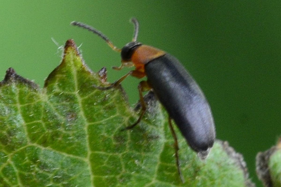 Anaspis ruficollis