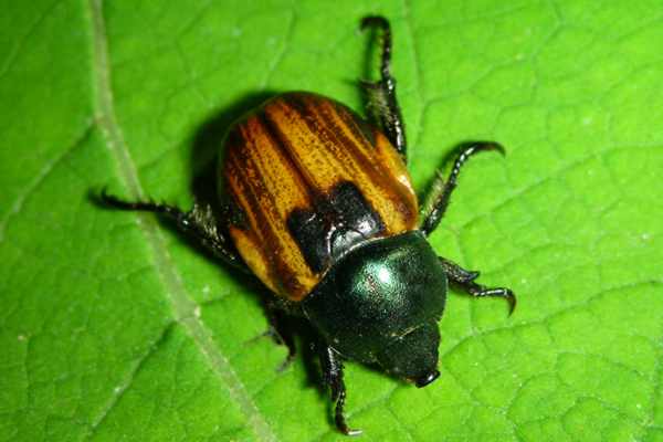 Anisoplia austriaca