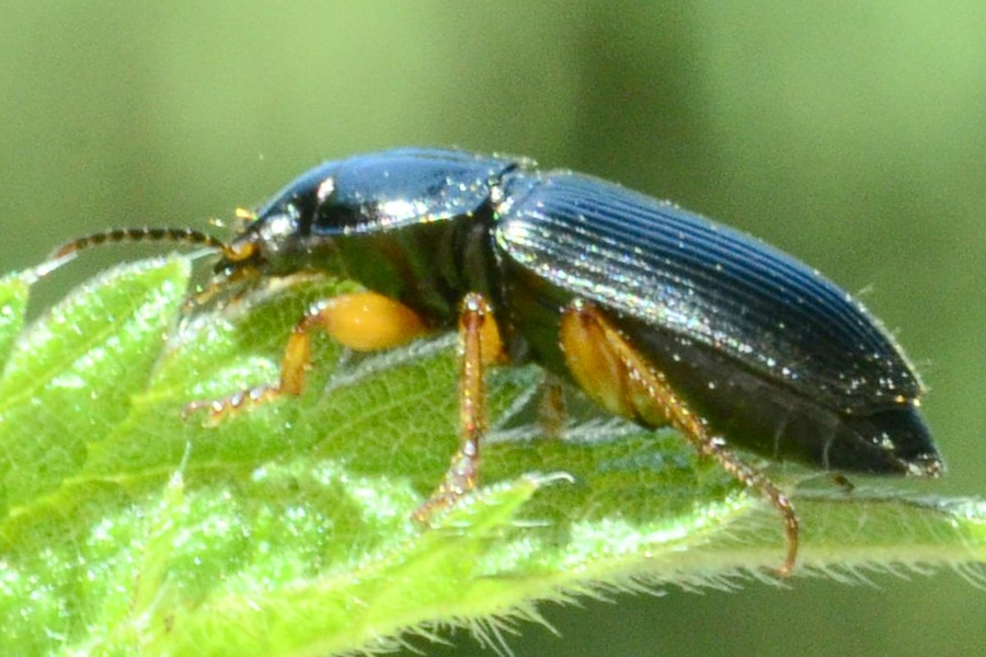 Zweifleckiger Schmuckläufer