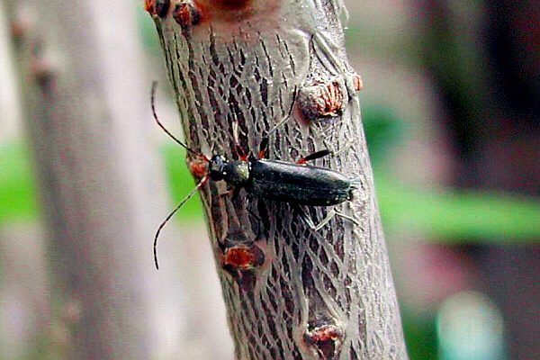 Anoplodera rufipes