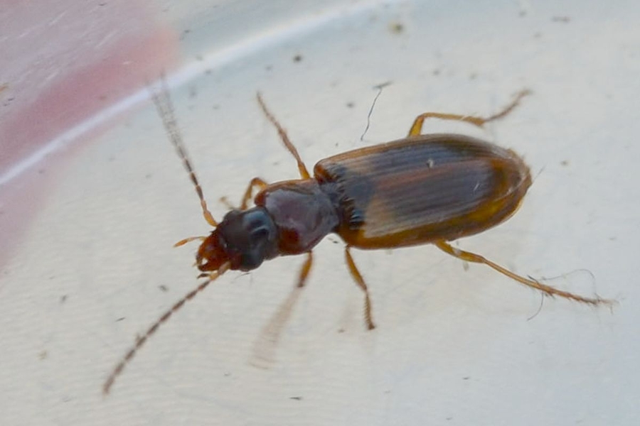 Anthracus consputus