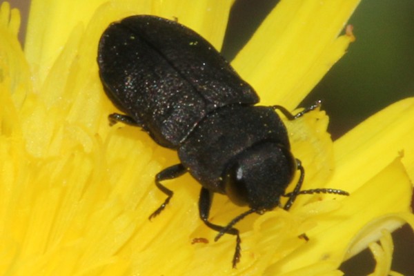 Anthaxia godeti