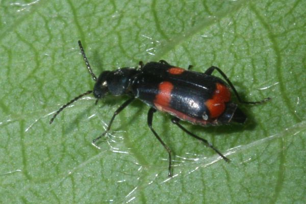 Anthocomus fasciatus