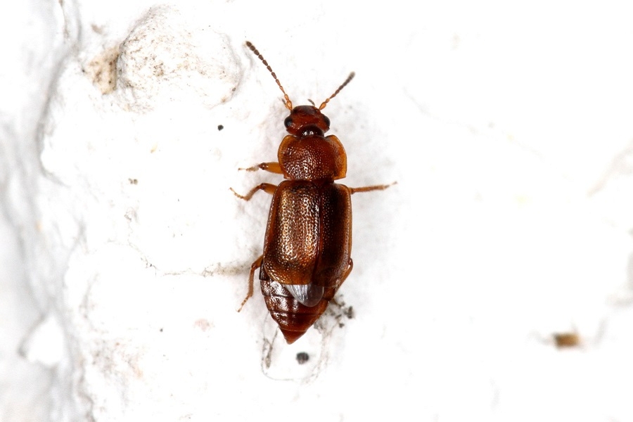 Anthobium unicolor