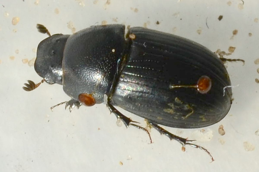 Aphodius ater