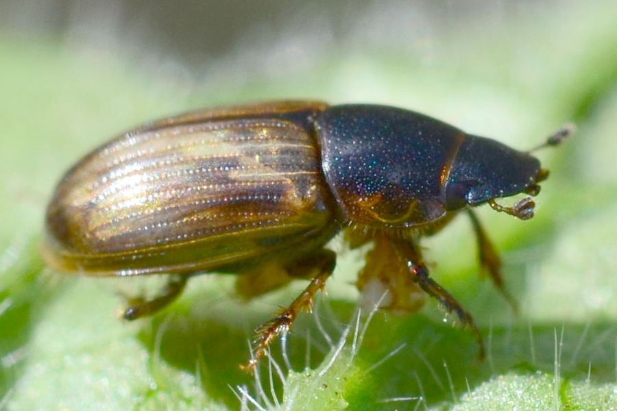 Aphodius sphacelatus