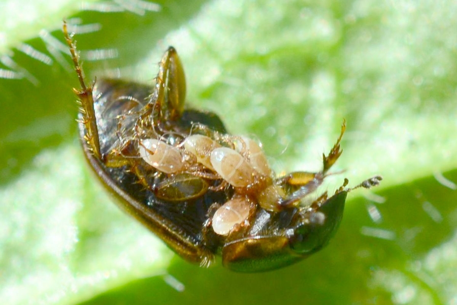 Aphodius sphacelatus