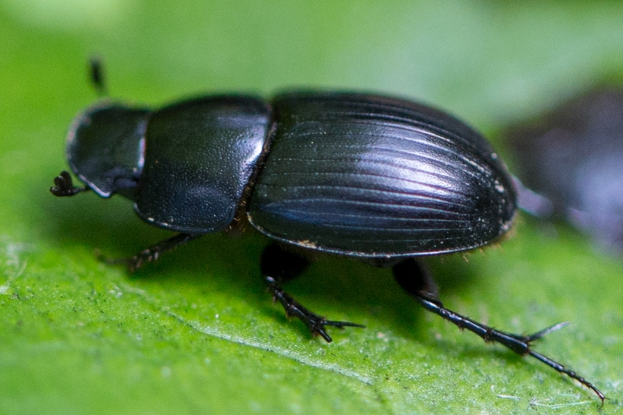 Aphodius depressus