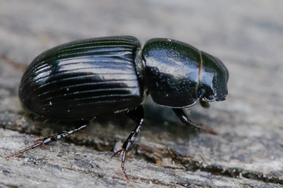 Aphodius granarius