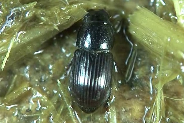 Aphodius granarius