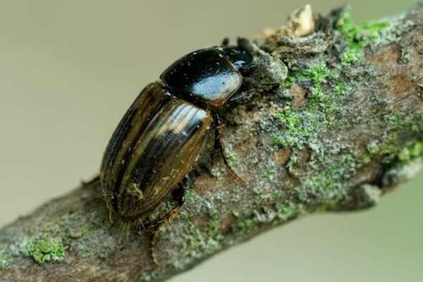 Aphodius prodromus