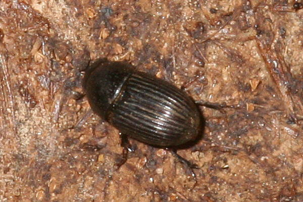 Aphodius subterraneus