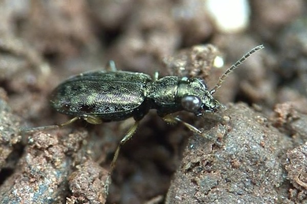 Asaphidion flavipes