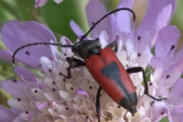 Beherzter Halsbock