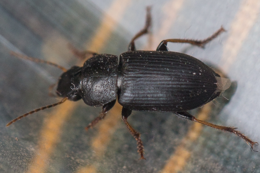 Harpalus signaticornis