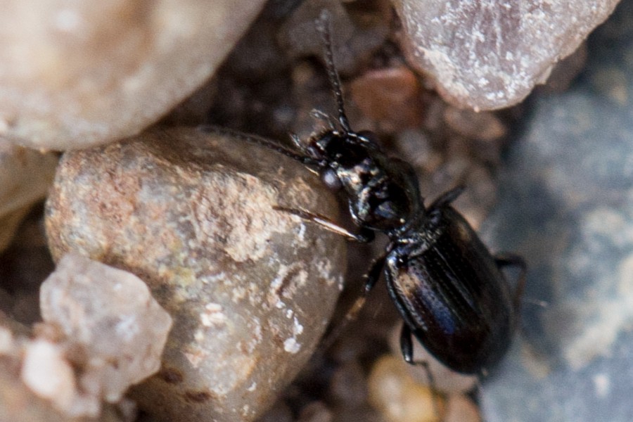 Bembidion humerale