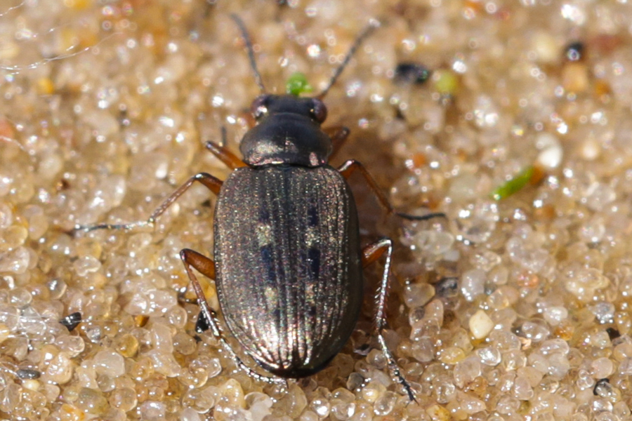 Bembidion velox