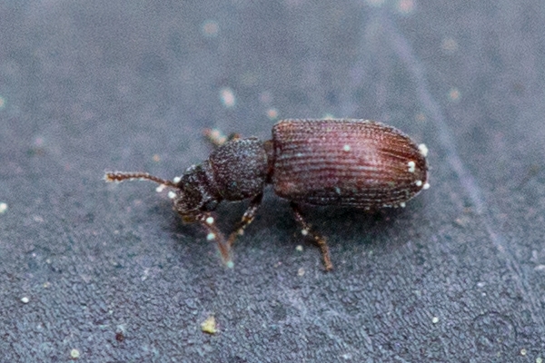 Berginus tamarisci