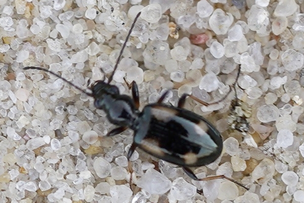 Bembidion tetragrammum