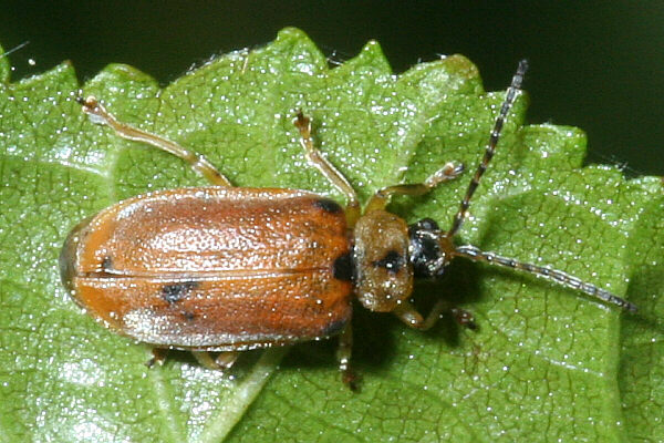 Behaarter Weidenblattkäfer