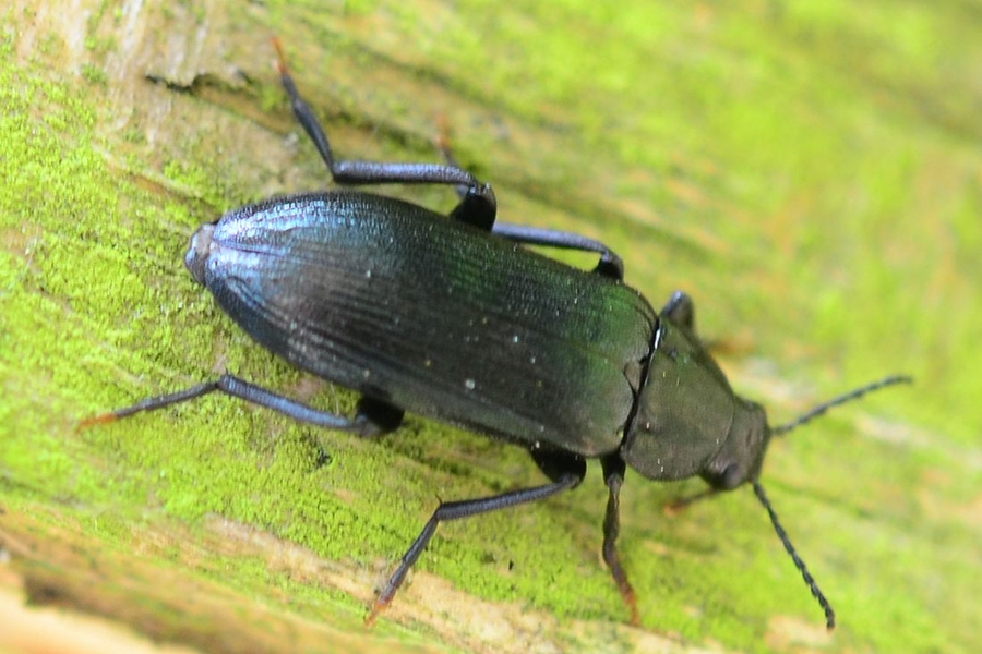 Schwarzblauer Düsterkäfer