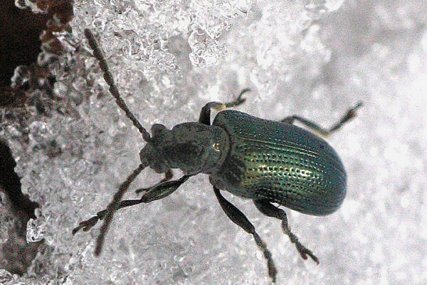 Blaues Getreidehähnchen
