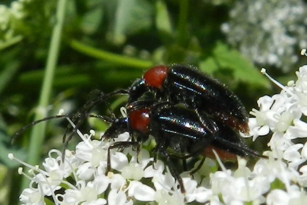 Blauschwarzer Kugelhalsbock