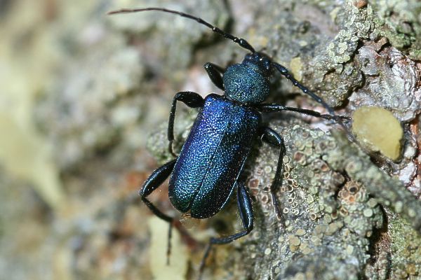 Blauvioletter Scheibenbock