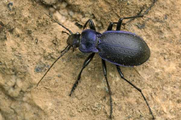 Blauvioletter Waldlaufkäfer