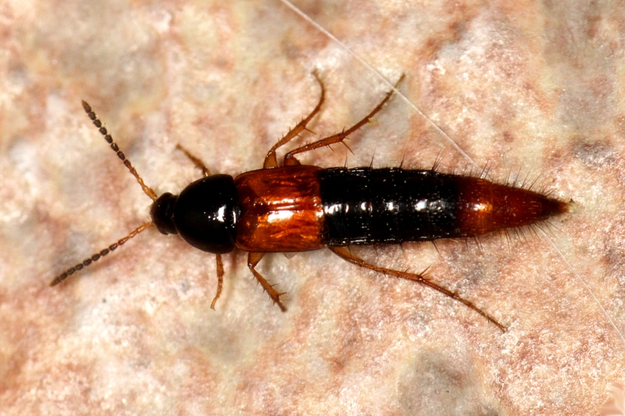 Bolitobius castaneus