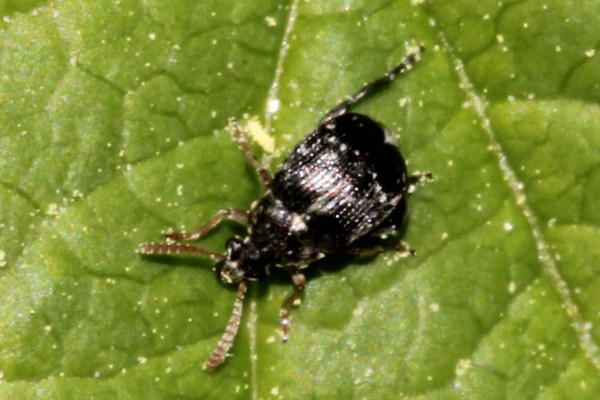 Bruchus luteicornis