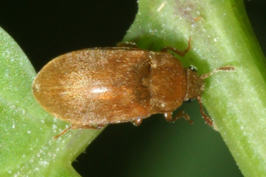 Byturus ochraceus