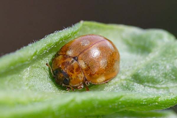 Vierzehntropfiger Marienkäfer