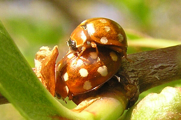 Vierzehntropfiger Marienkäfer