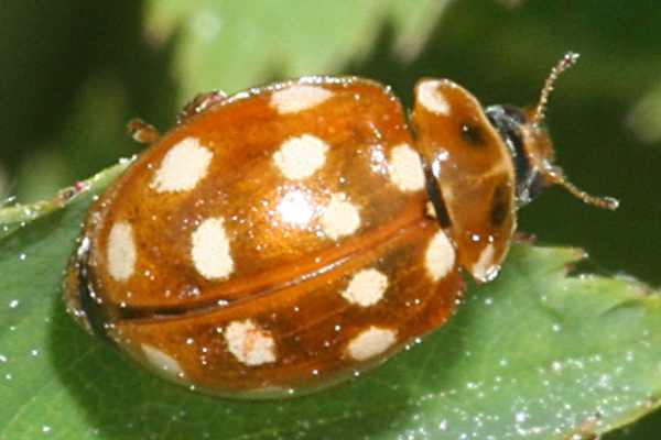 Vierzehntropfiger Marienkäfer