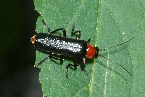 Ancistronycha abdominalis