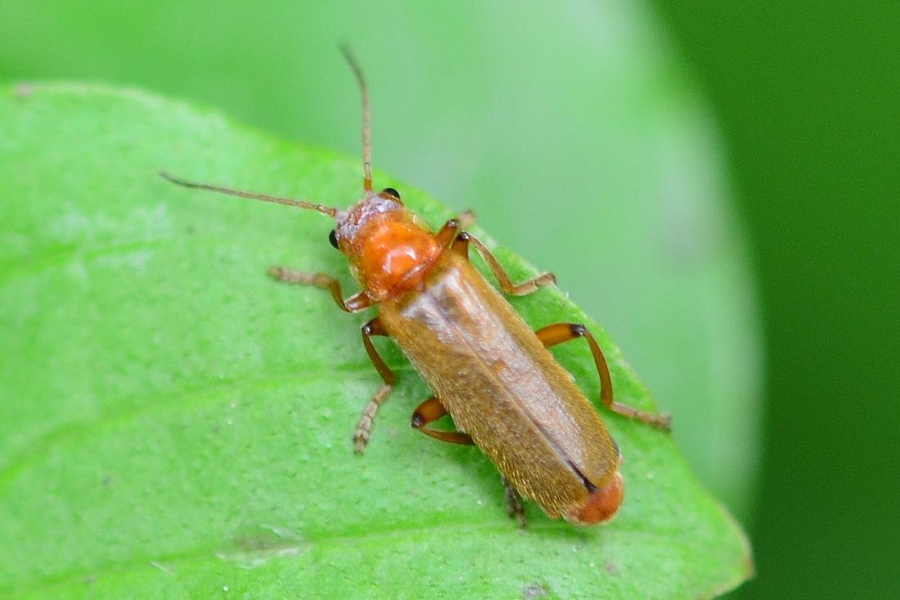 Cantharis cryptica