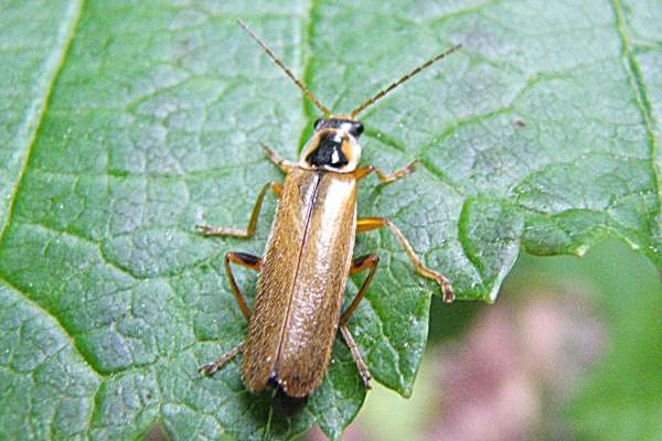 Cantharis decipiens