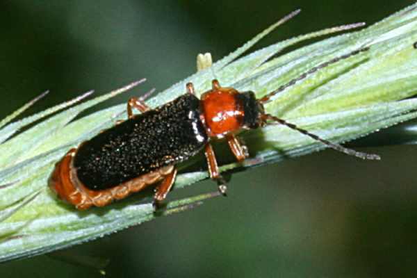 Cantharis fulvicollis